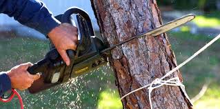 Heber, CA Tree Removal and Landscaping Services Company